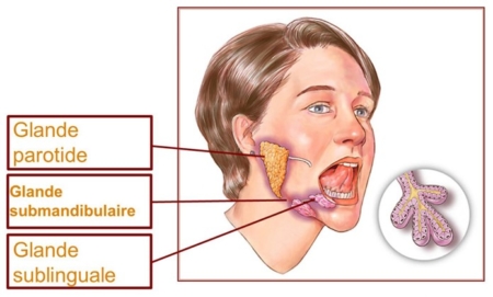 Chirurgie des Glandes Salivaires - Dr Chhuor - Chirurgien ORL Nantes